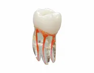 Эндо Трейнер Зуб (Endo Training tooth)