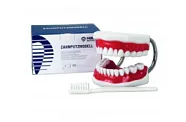Toothbrushing Model - увеличенная демонстрационная модель с супер зубной щеткой